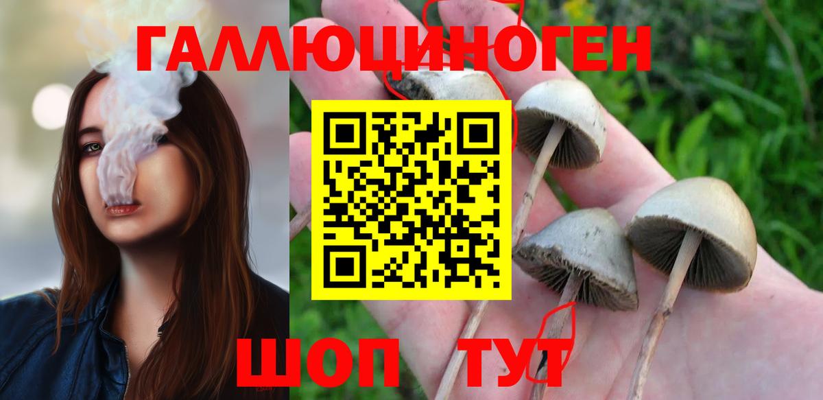 где купить наркоту  Псилоцибиновые грибы ЛСД  Вход с VPN  Новозыбков 